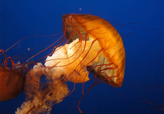 Vancouver Aquarium Marine Science Centre