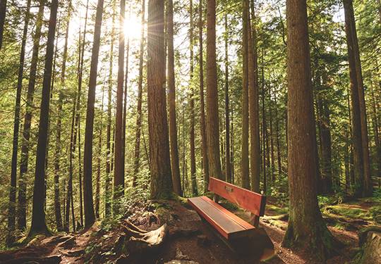 Lynn Canyon