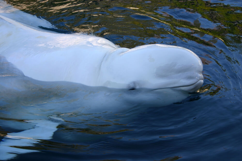 The Vancouver Aquarium