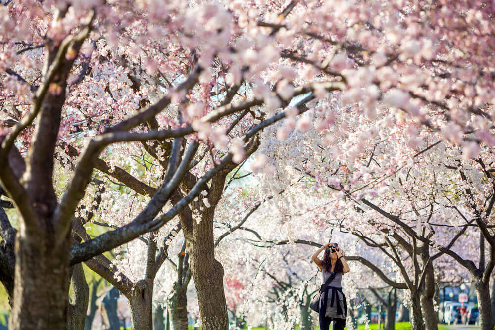 cherry blossom festival