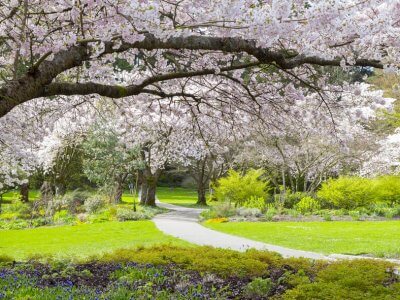 cherry blossom tree