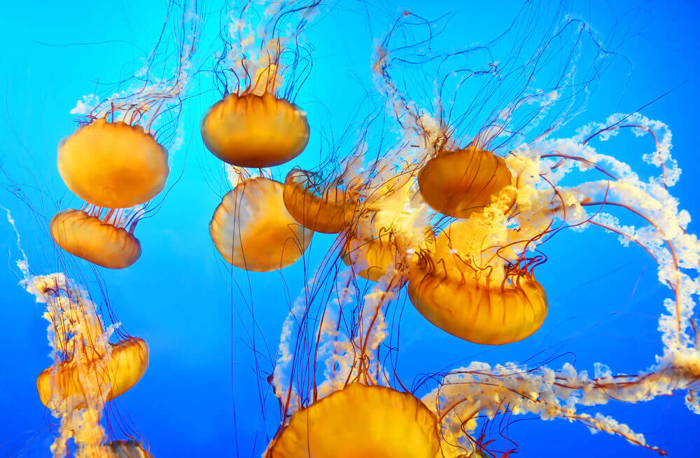 jellyfish in vancouver aquarium