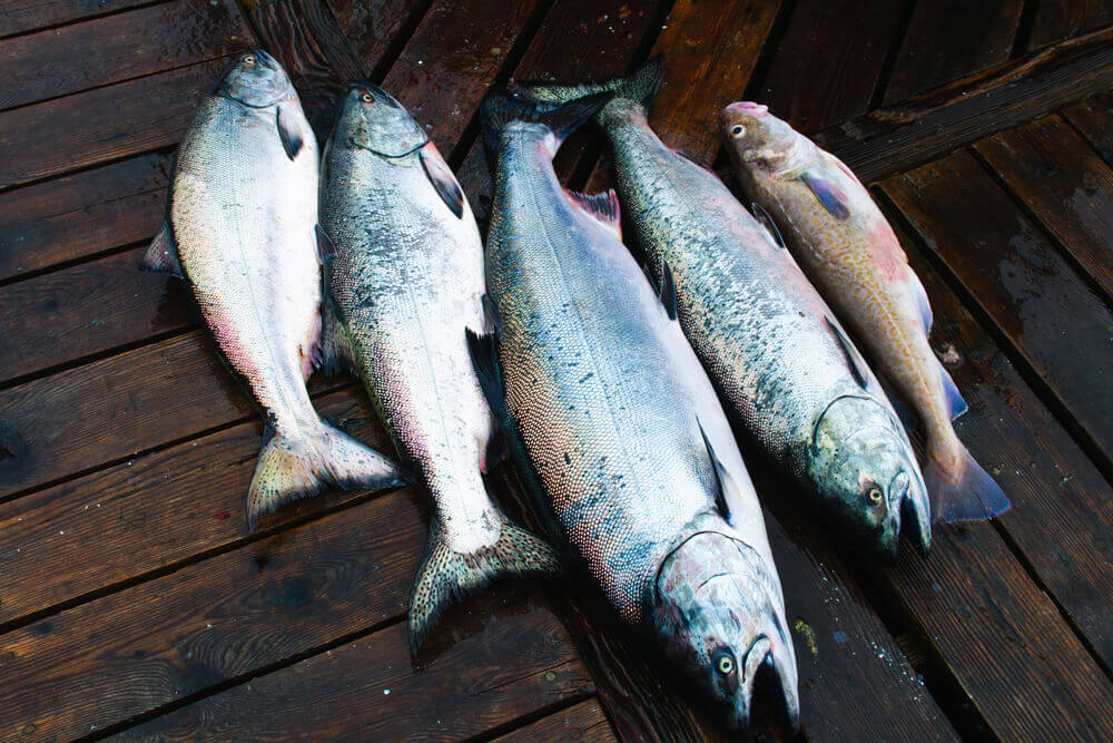 Wild Chinook Salmon caught off the coast of Vancouver Island