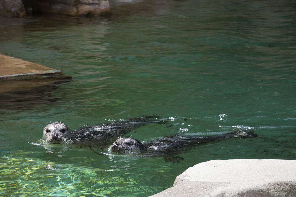 vancouver aquarium