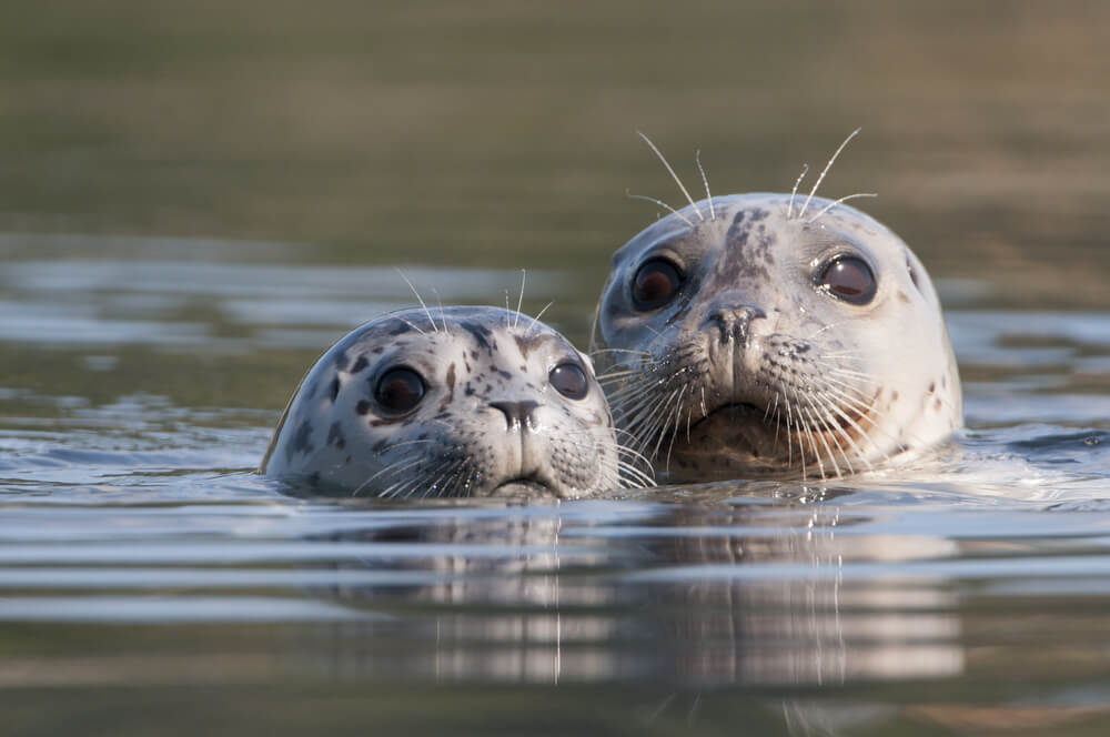 seals