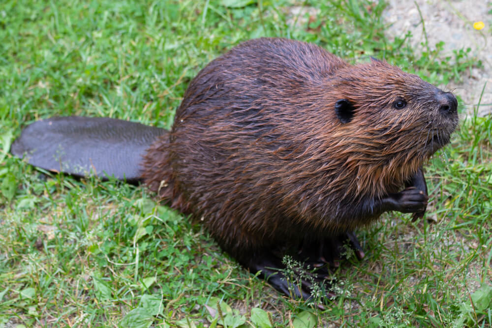 Beavers