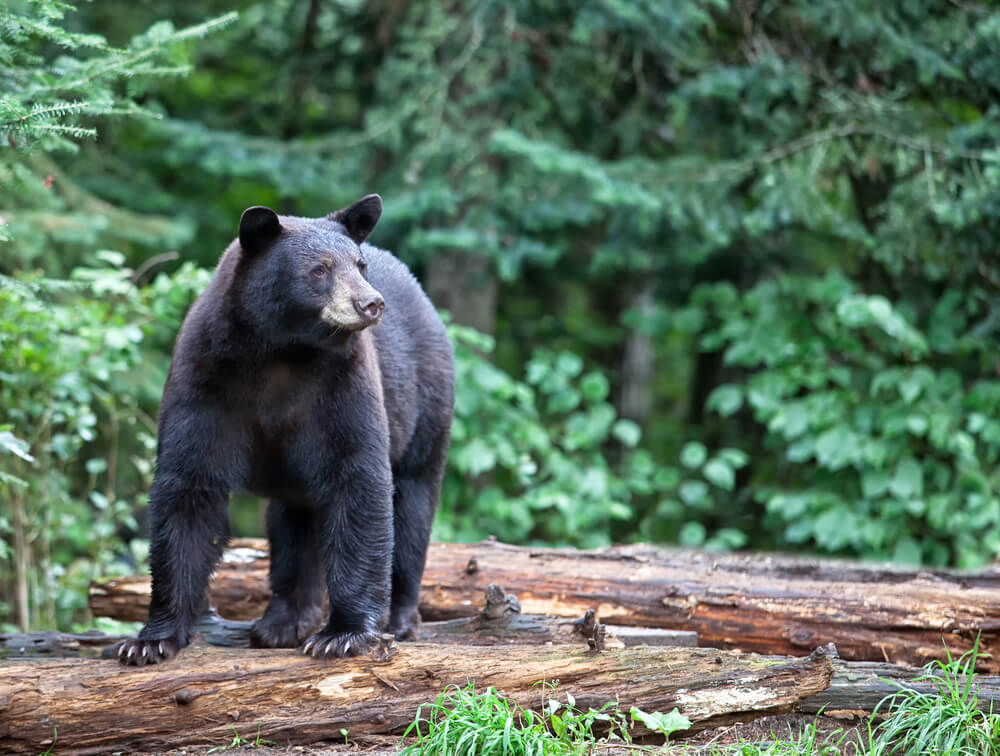 Black Bears