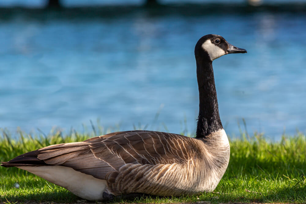 Canada Goose