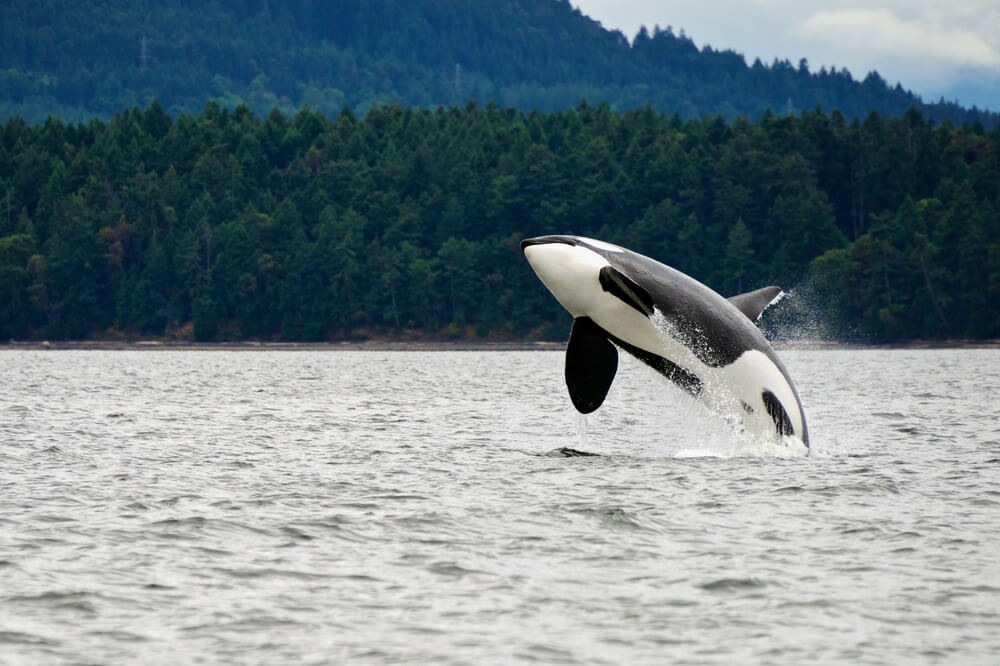 Orca Whales